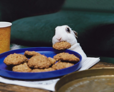 Funny Bunny Stealing a Cookie